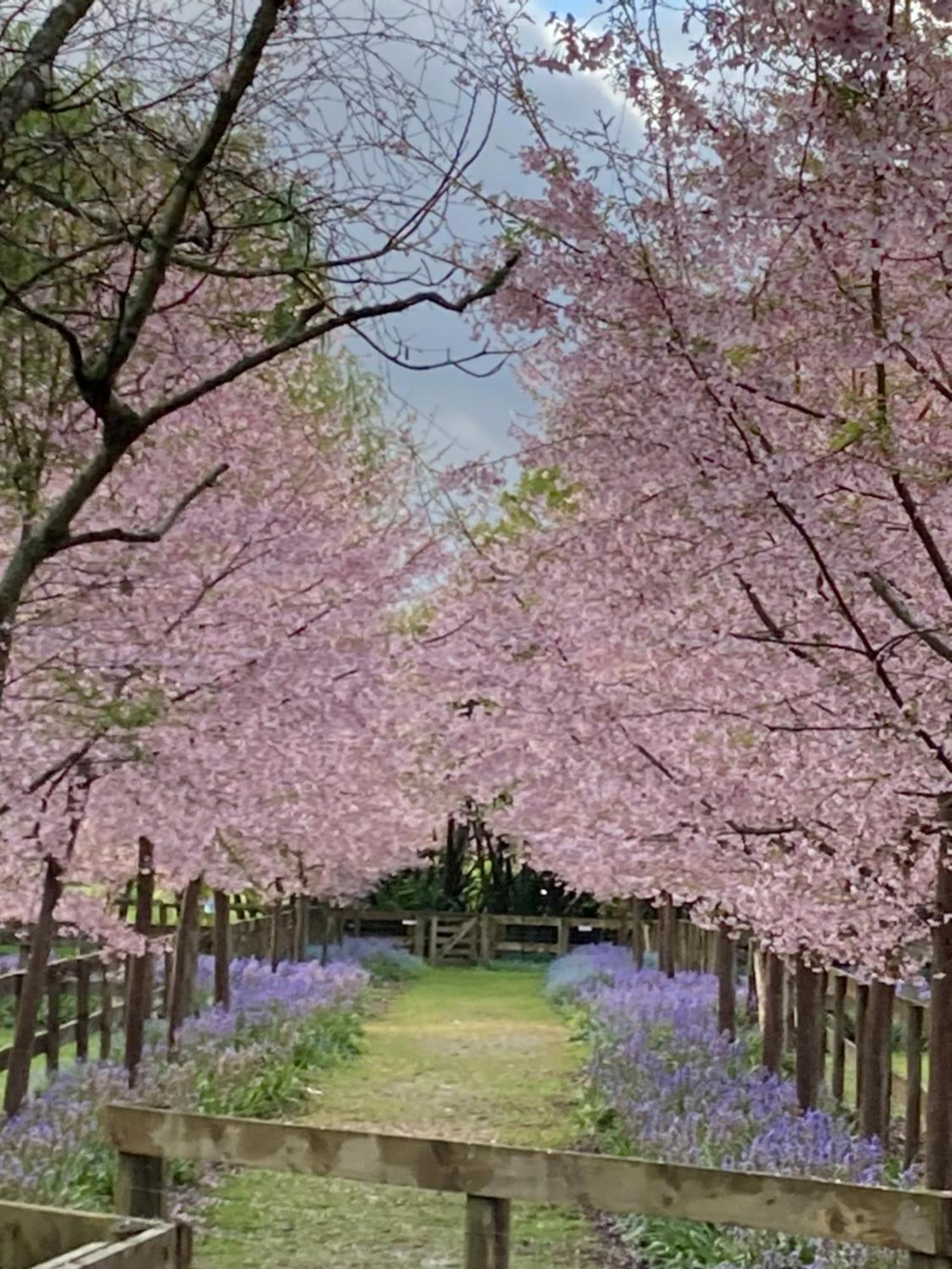 English Cherry Tree Manor Tamahere Ngoại thất bức ảnh