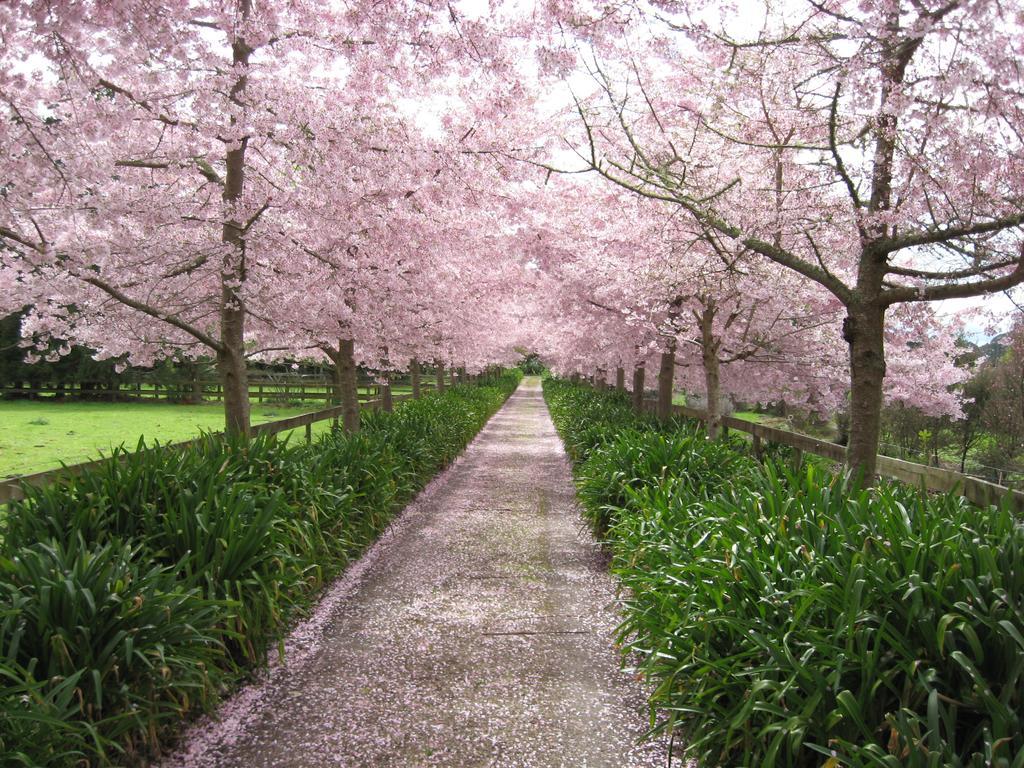 English Cherry Tree Manor Tamahere Ngoại thất bức ảnh